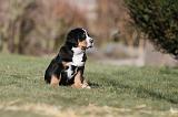 GRAND BOUVIER SUISSE 054